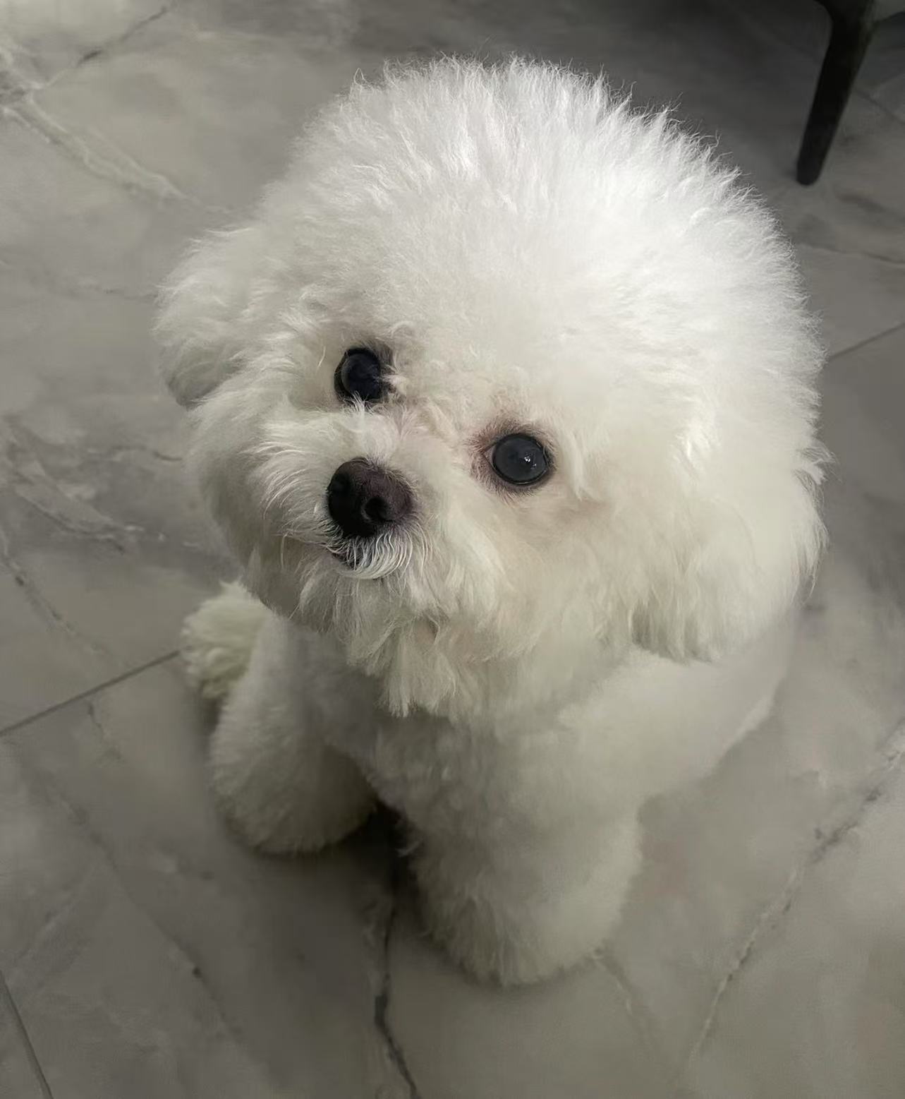 高颜值，粘人精，黑葡萄眼，短短的小嘴自带萌感，适合情感陪伴